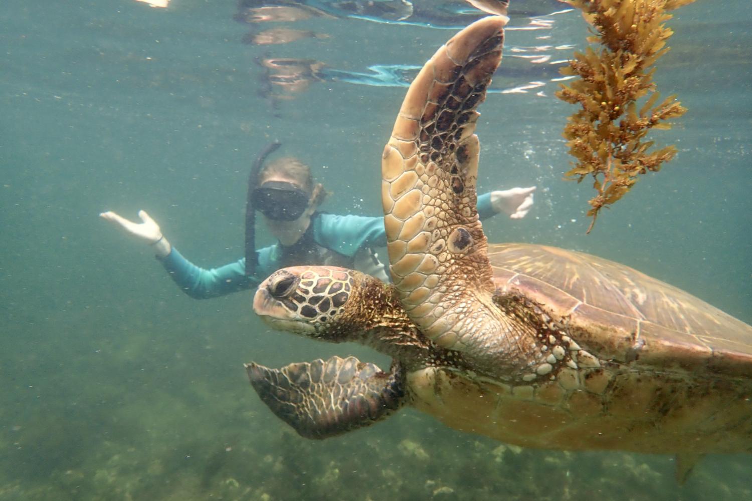 一名<a href='http://2ed.ngskmc-eis.net'>bv伟德ios下载</a>学生在Galápagos群岛游学途中与一只巨龟游泳.